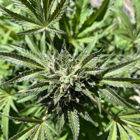 Kush Mints growlog timeline photo