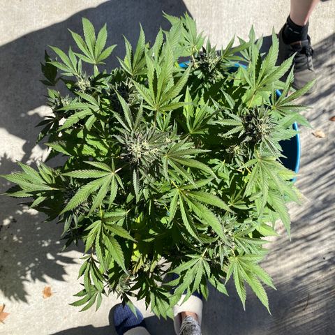Kush Mints growlog timeline photo