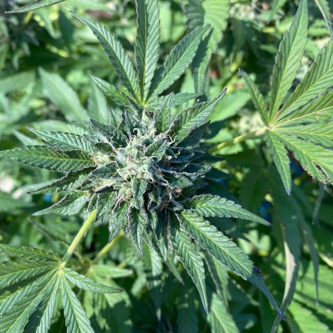 Kush Mints growlog timeline photo