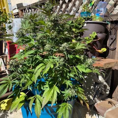 Kush Mints growlog timeline photo