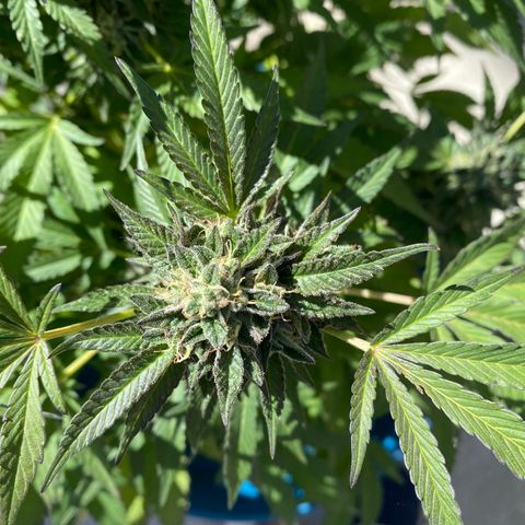 Kush Mints growlog timeline photo