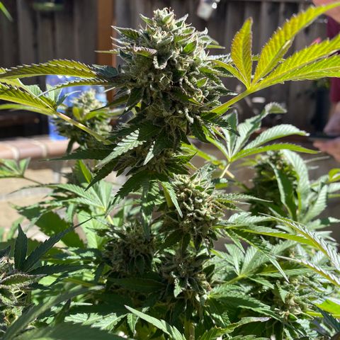 Kush Mints growlog timeline photo