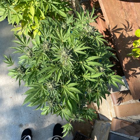 Kush Mints growlog timeline photo