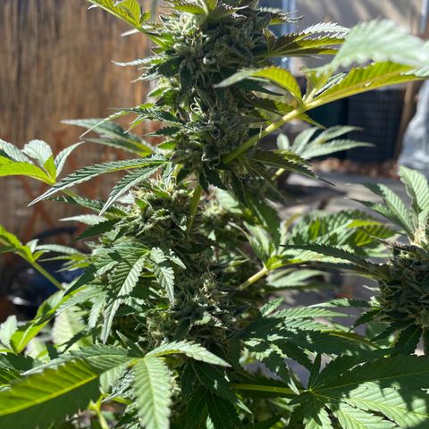 Kush Mints growlog timeline photo