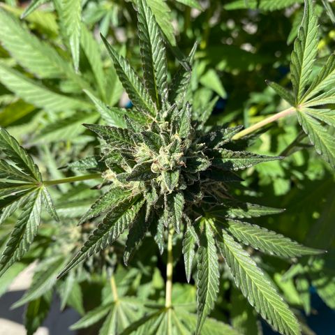 Kush Mints growlog timeline photo