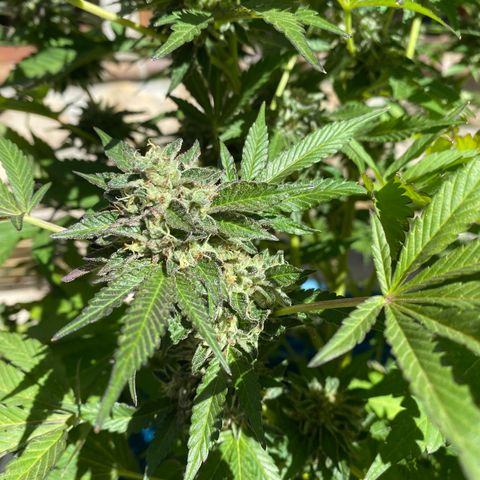 Kush Mints growlog timeline photo