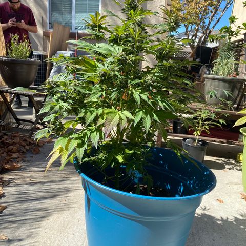 Kush Mints growlog timeline photo