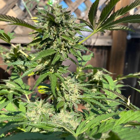 Kush Mints growlog timeline photo