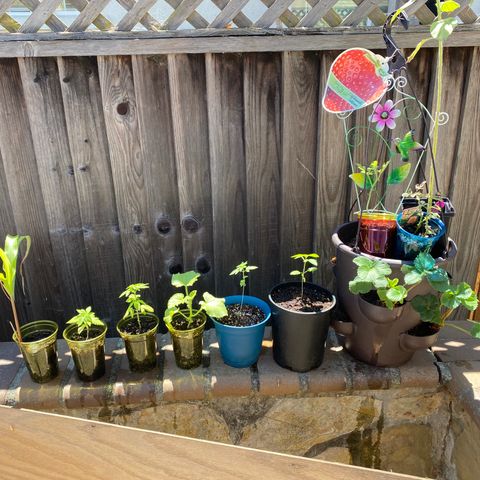 Flower growlog timeline photo