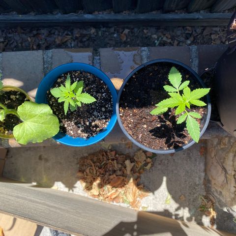 Flower growlog timeline photo