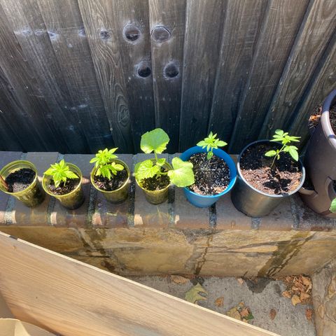Flower growlog timeline photo