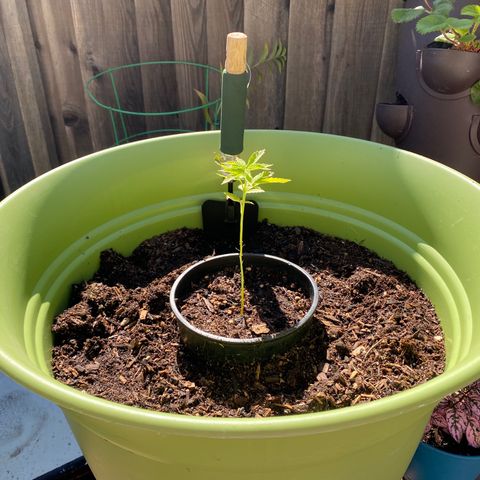 Flower growlog timeline photo