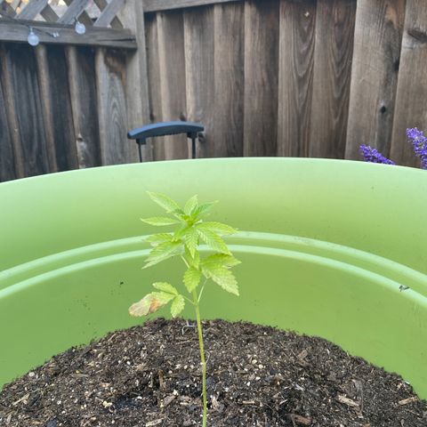 Flower growlog timeline photo
