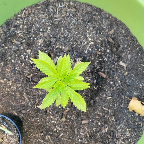 Flower growlog timeline photo