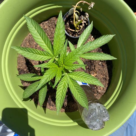 Flower growlog timeline photo