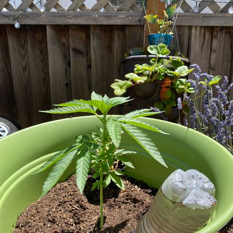 Flower growlog timeline photo