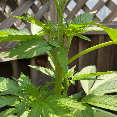Flower growlog timeline photo