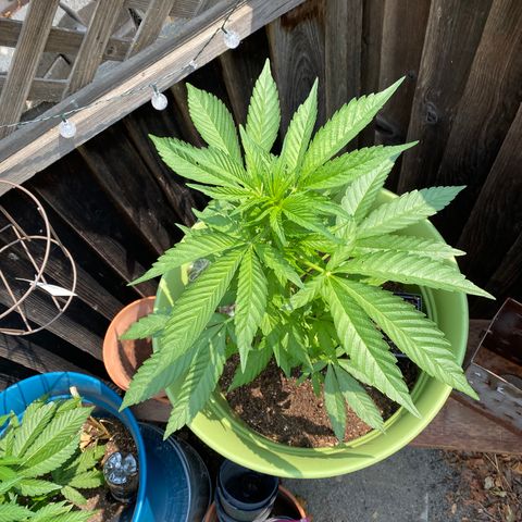 Flower growlog timeline photo