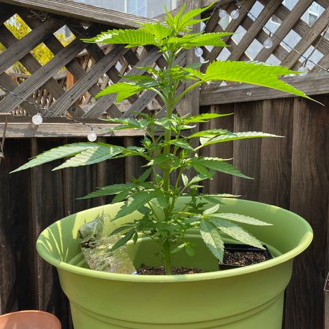 Flower growlog timeline photo