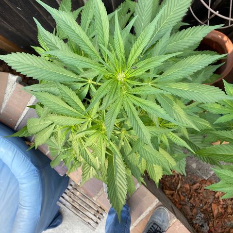 Flower growlog timeline photo