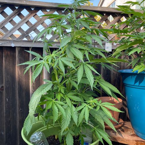 Flower growlog timeline photo