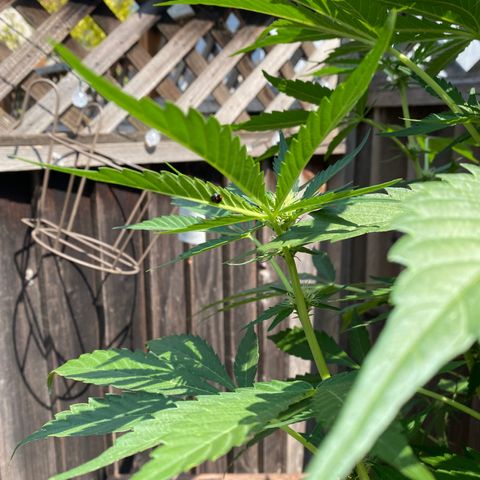 Flower growlog timeline photo