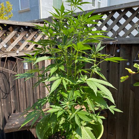 Flower growlog timeline photo