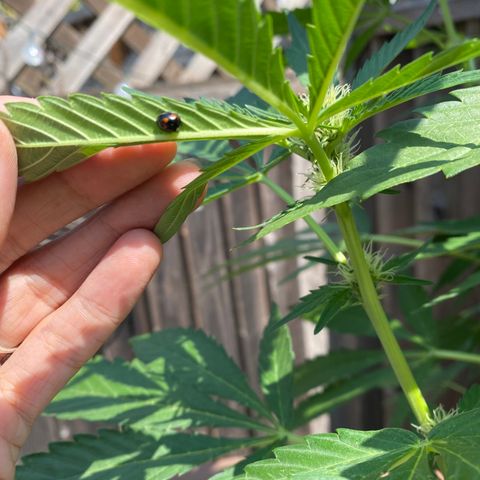 Flower growlog timeline photo