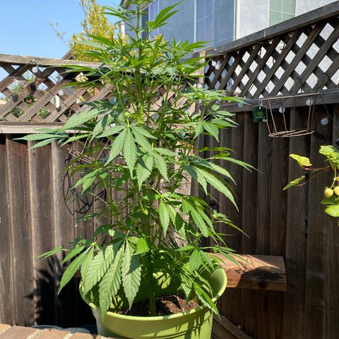 Flower growlog timeline photo