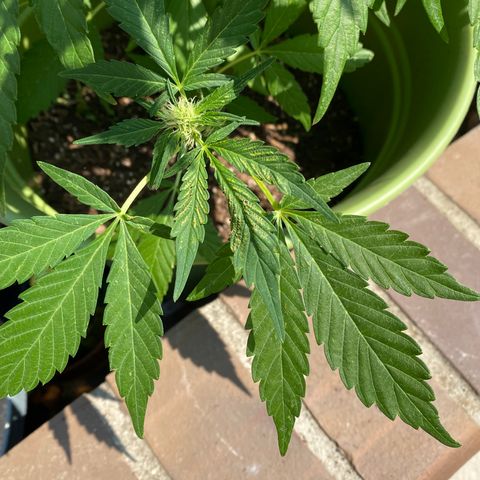 Flower growlog timeline photo
