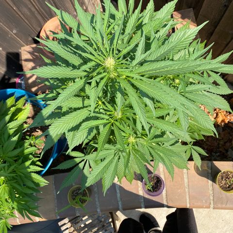 Flower growlog timeline photo