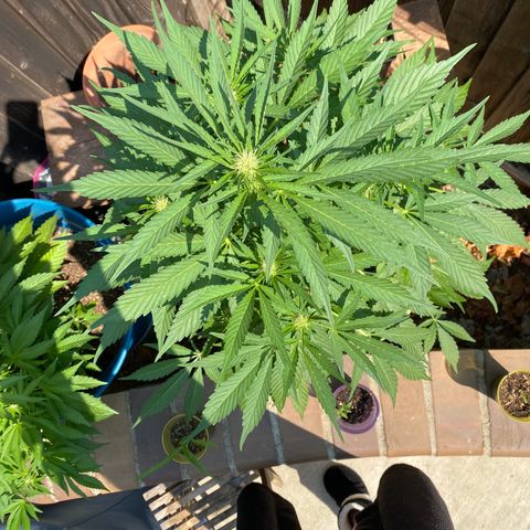 Flower growlog timeline photo