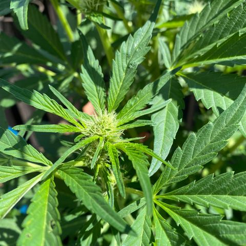 Flower growlog timeline photo