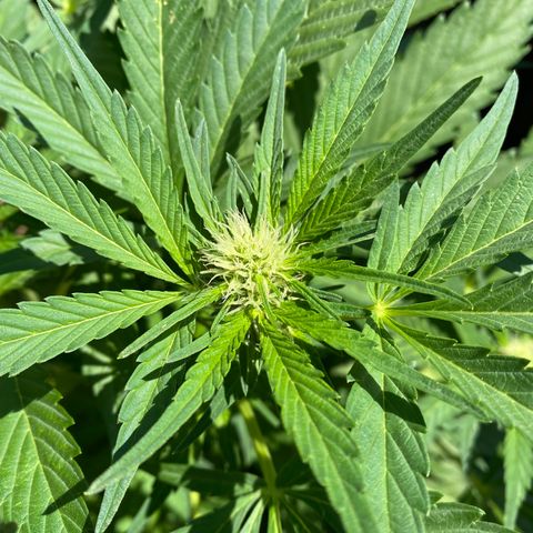 Flower growlog timeline photo