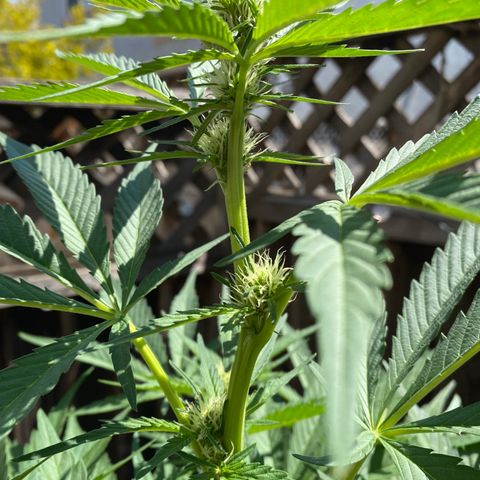 Flower growlog timeline photo