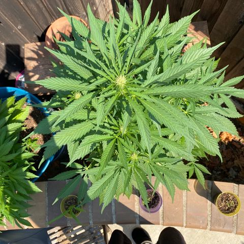 Flower growlog timeline photo