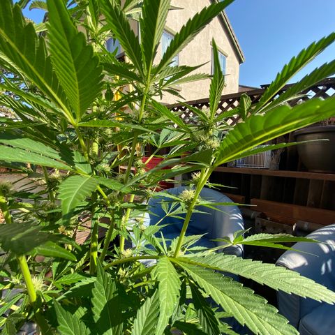 Flower growlog timeline photo