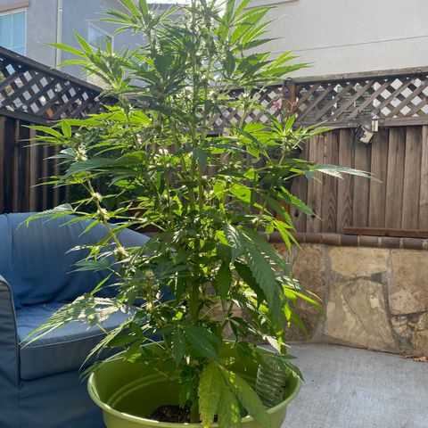 Flower growlog timeline photo