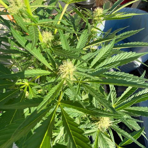 Flower growlog timeline photo