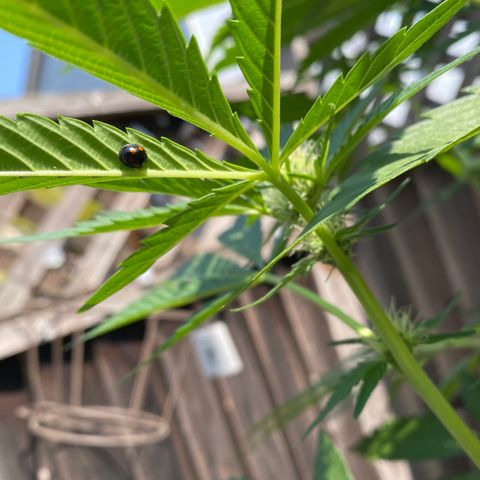 Flower growlog timeline photo