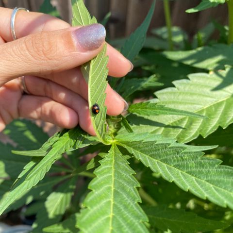 Flower growlog timeline photo