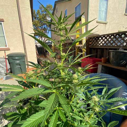 Flower growlog timeline photo
