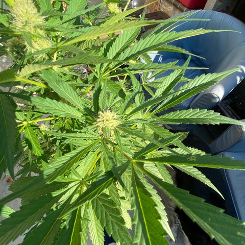 Flower growlog timeline photo