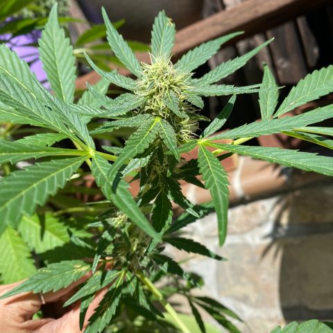 Flower growlog timeline photo