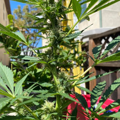 Flower growlog timeline photo