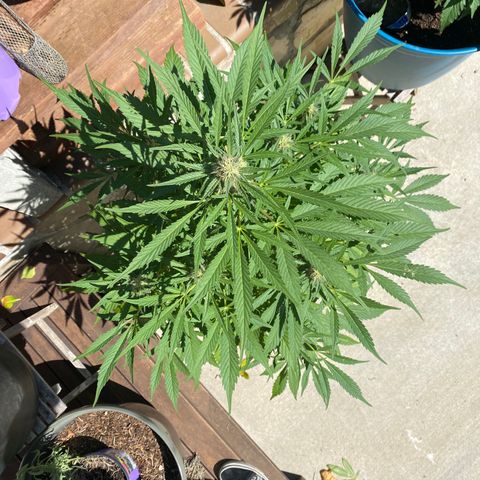 Flower growlog timeline photo