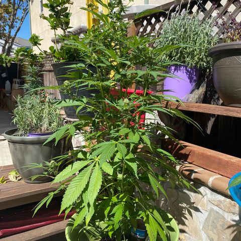 Flower growlog timeline photo