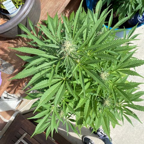 Flower growlog timeline photo