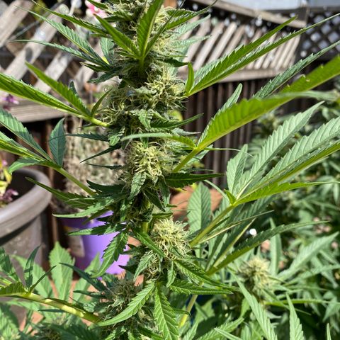 Flower growlog timeline photo