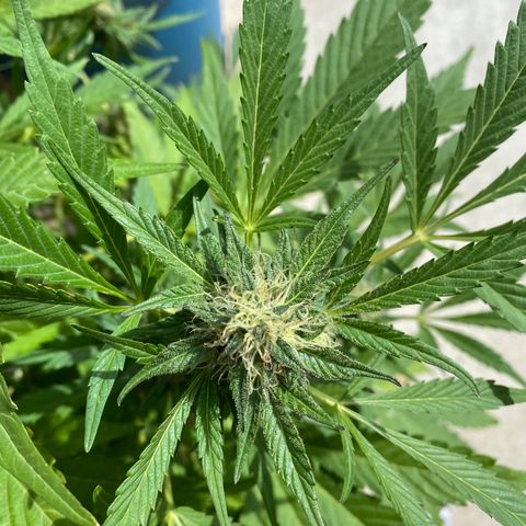 Flower growlog timeline photo